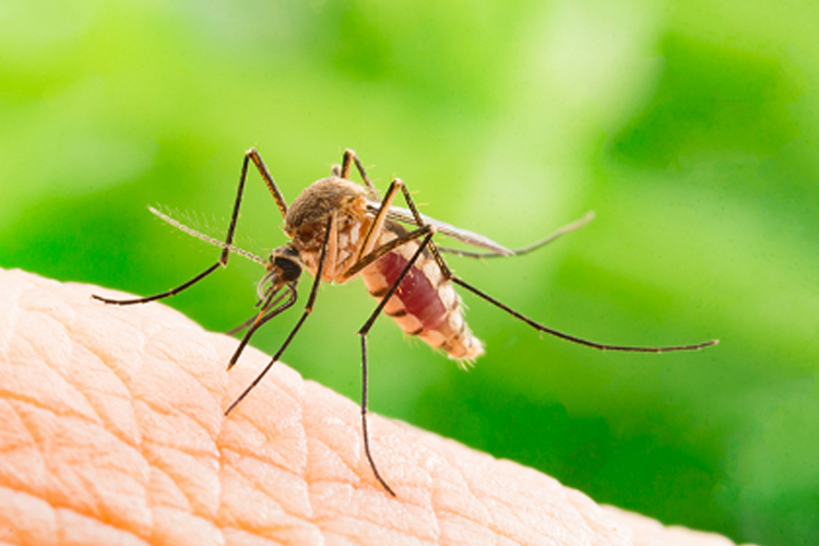 Mosquito Control image