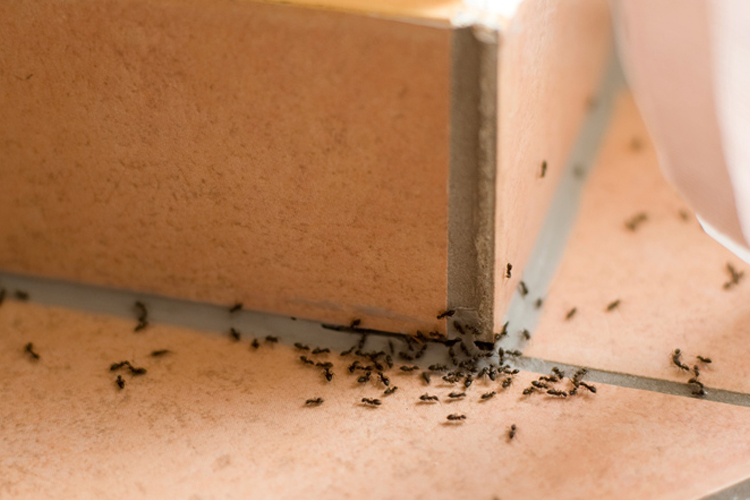 Termite image