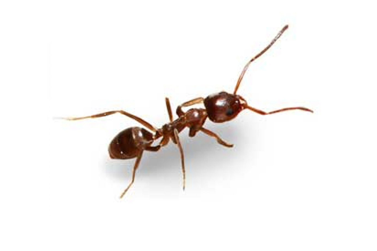 Argentine Ant image