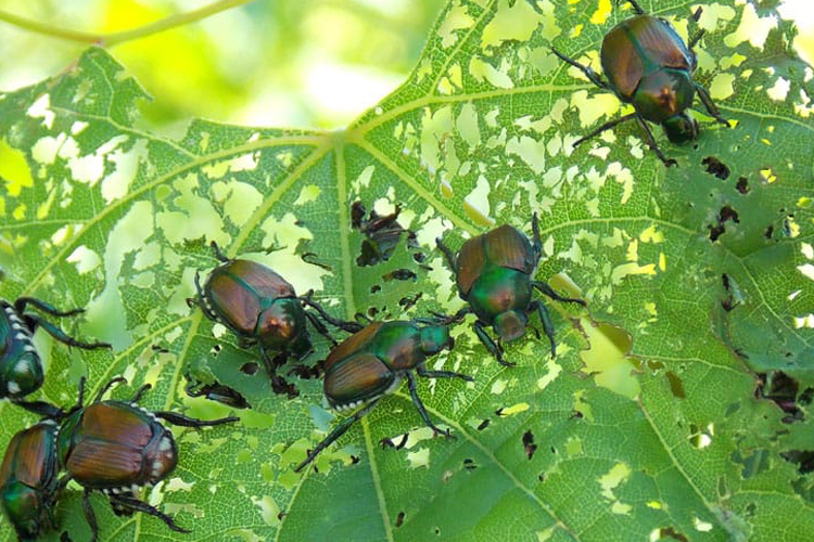 beetle image