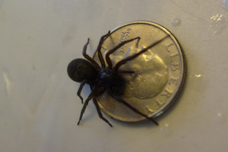 Black House Spider image