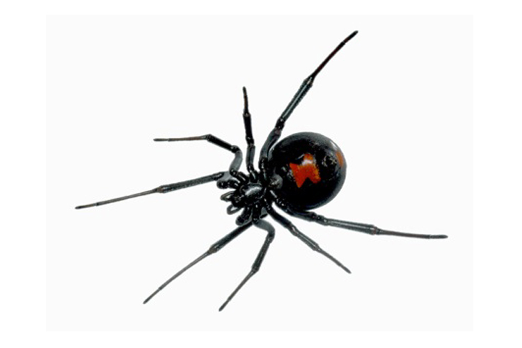 Image of black widow spider
