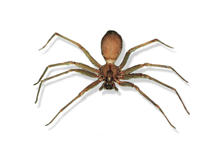 Brown Recluse Spider image
