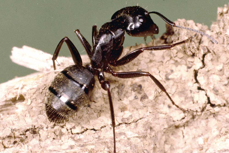 Carpenter Ant image