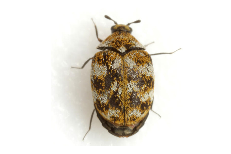 Carpet Beetle image