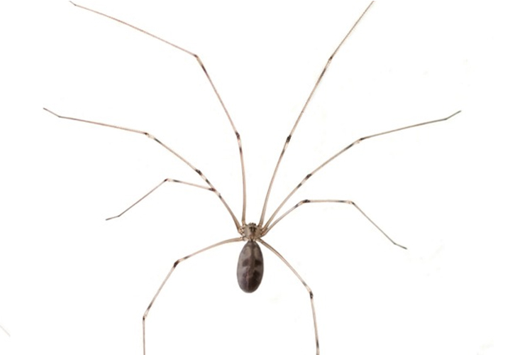 Cellar Spider image