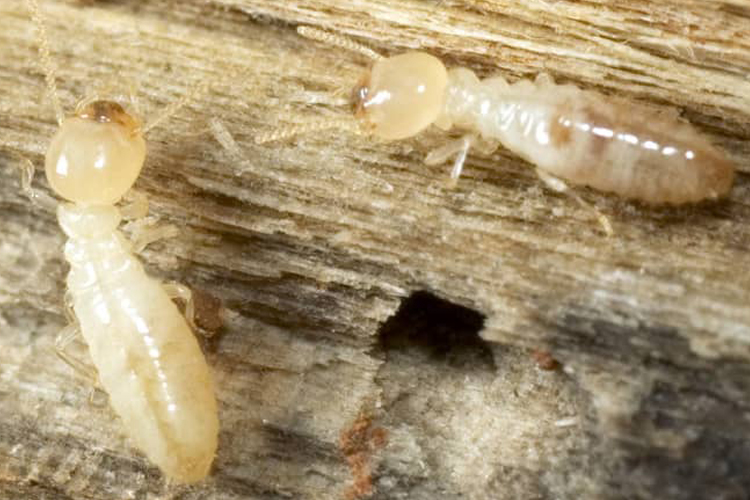 Drywood Termite image