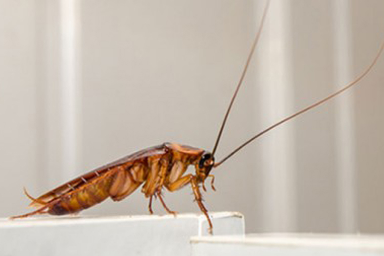 German Cockroach image