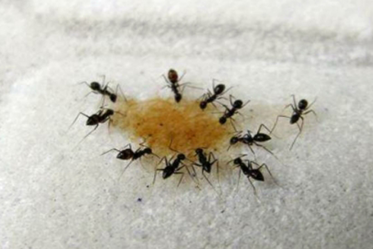 Black House Ant image