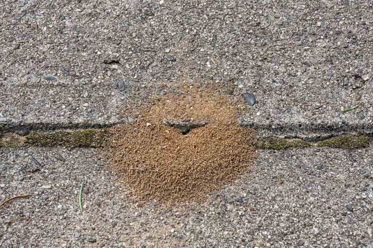 Pavement Ant image