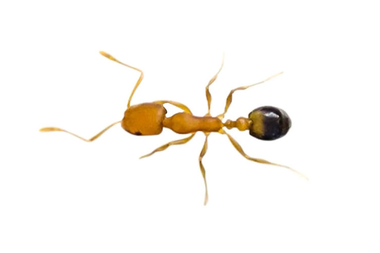 pharaoh ants image