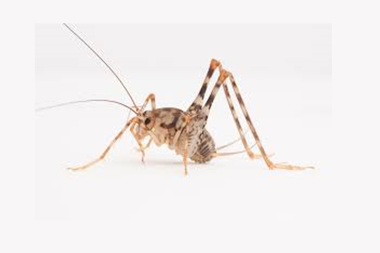 Spotted Camel Cricket image