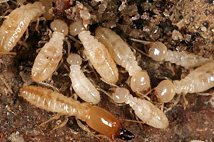 Image of Subterranean Termites