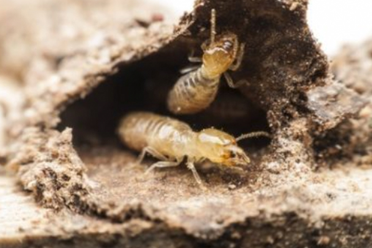 termite control image